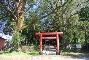 一之宮神社（東俣）の樹林