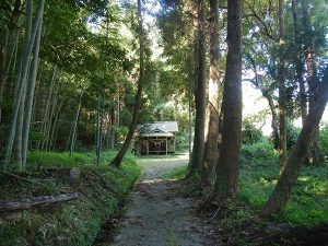 彦山神社周辺の森林